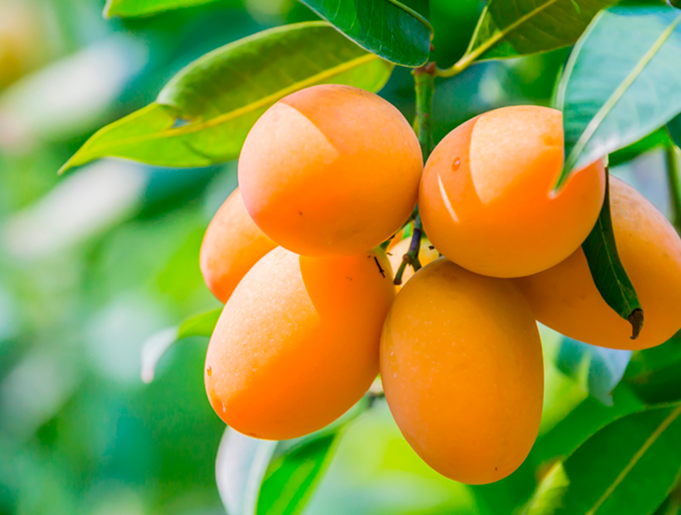 Miniatura Insumos Mangos